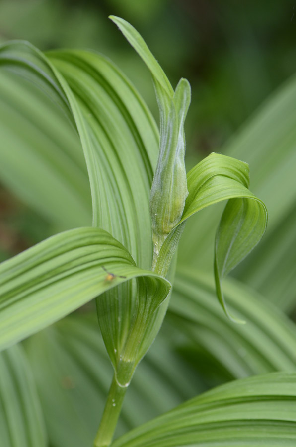 Veratrum album / Veratro comune